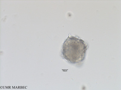 phyto/Bizerte/bizerte_bay/RISCO November 2015/Spiraulax jolliffei (Baie_T5-ACW2-Gonyaulax polygramma-2).tif(copy)_thumb.jpg